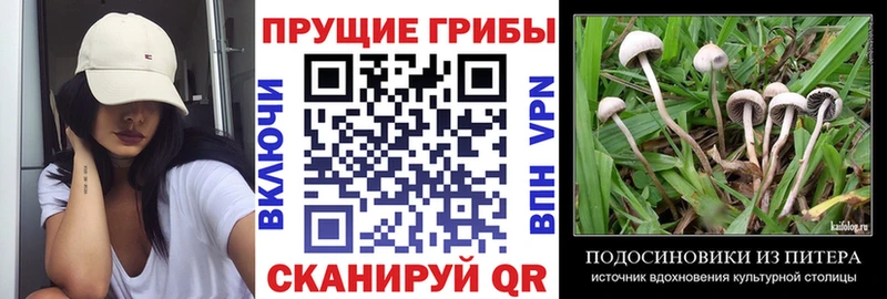 Галлюциногенные грибы Psilocybine cubensis  Грязовец 